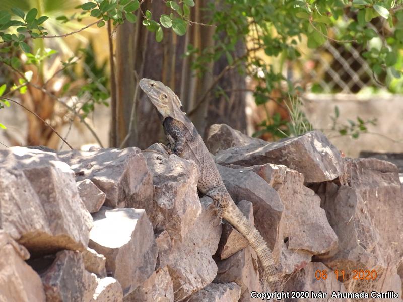 Sonoran Spiny-tailed Iguana (Ctenosaura macrolopha)