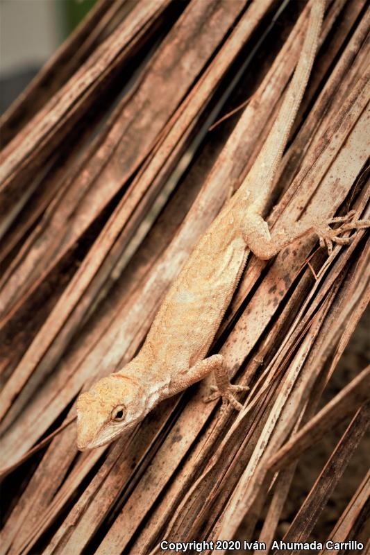 Clouded Anole (Anolis nebulosus)