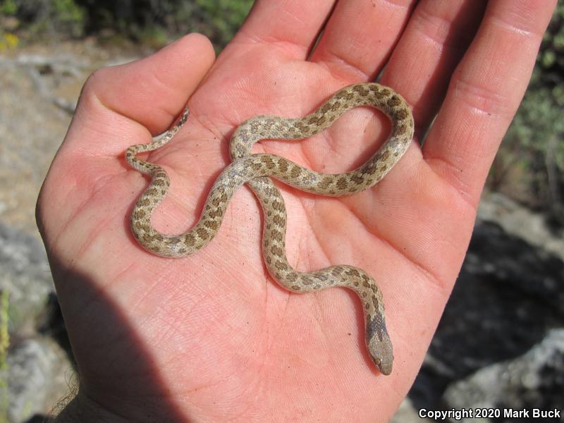 California Nightsnake (Hypsiglena ochrorhyncha nuchalata)