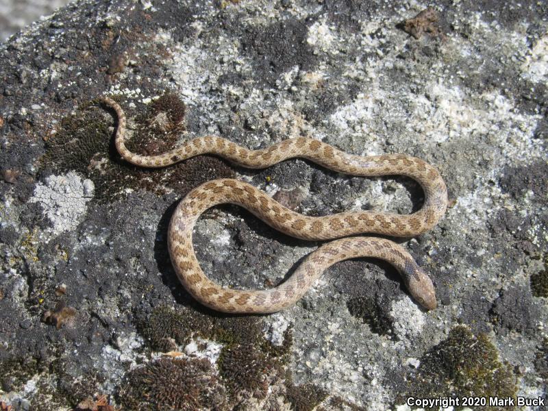 California Nightsnake (Hypsiglena ochrorhyncha nuchalata)