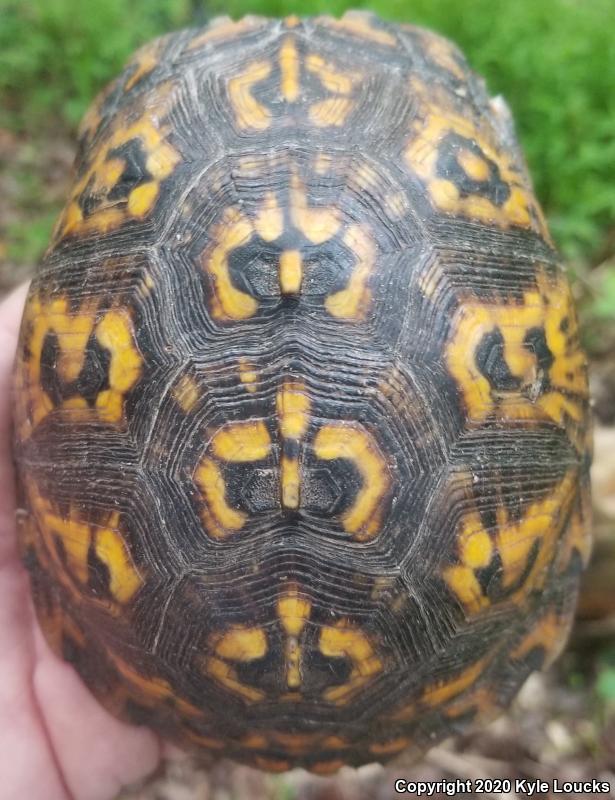 Eastern Box Turtle (Terrapene carolina carolina)