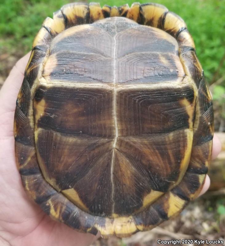 Eastern Box Turtle (Terrapene carolina carolina)