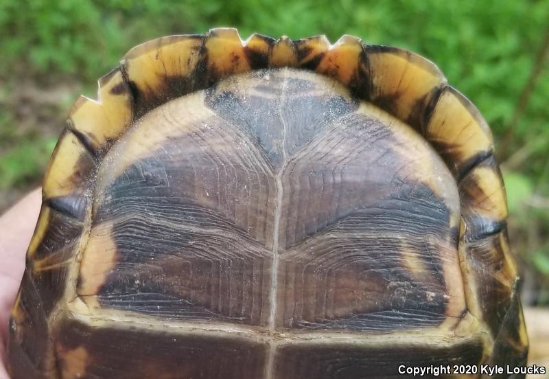 Eastern Box Turtle (Terrapene carolina carolina)