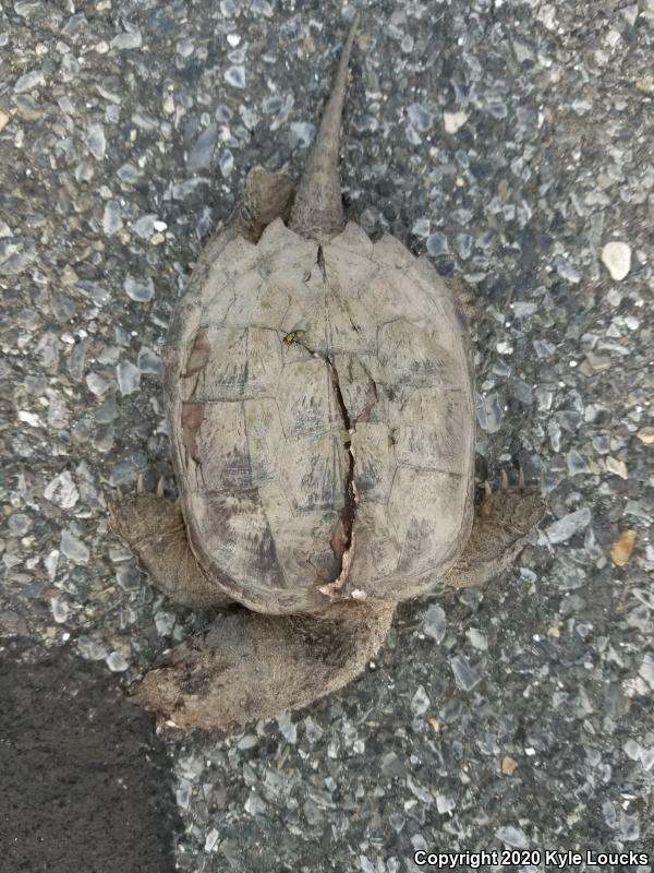 Eastern Snapping Turtle (Chelydra serpentina serpentina)