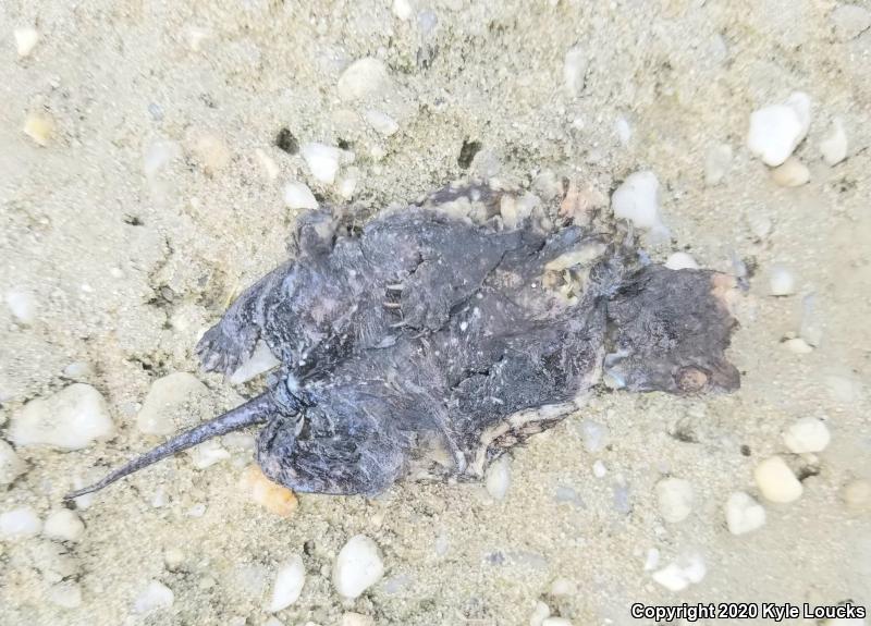 Eastern Snapping Turtle (Chelydra serpentina serpentina)