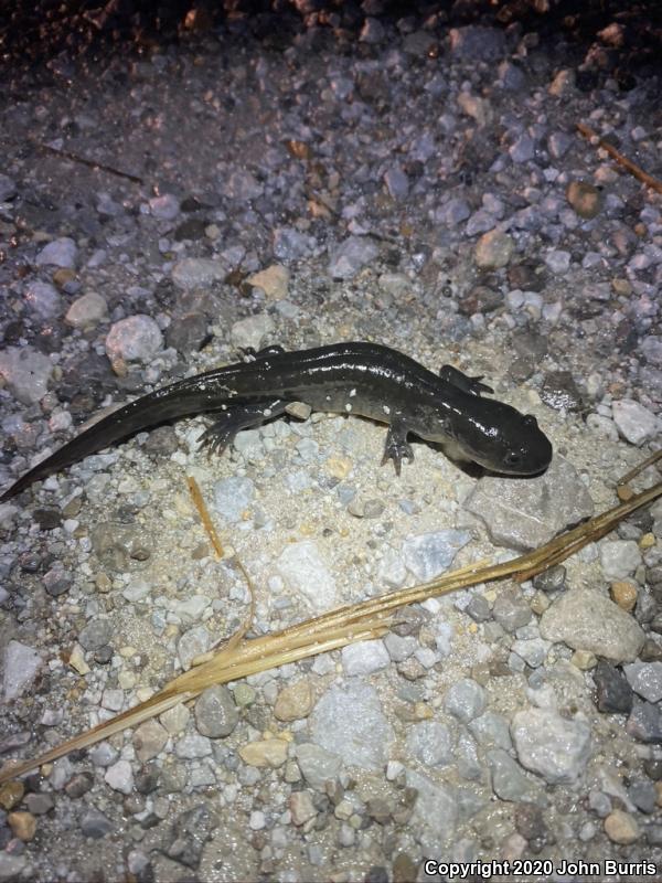 Eastern Tiger Salamander (Ambystoma tigrinum)