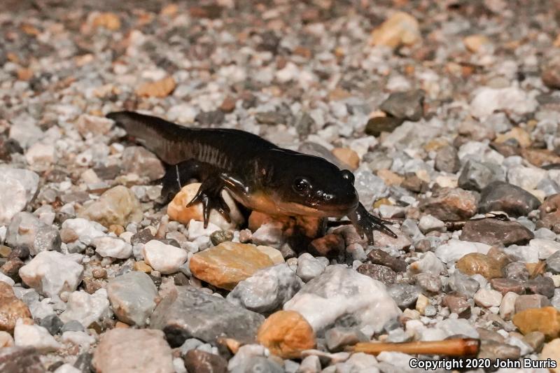 Eastern Tiger Salamander (Ambystoma tigrinum)