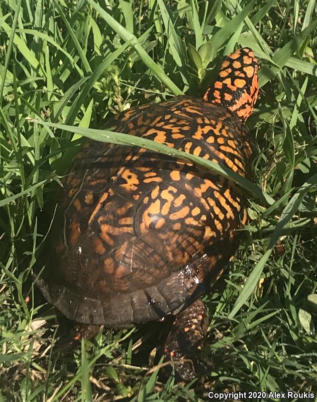 Eastern Box Turtle (Terrapene carolina carolina)