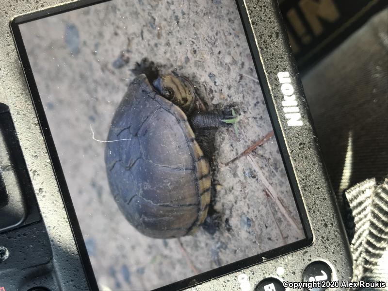 Eastern Mud Turtle (Kinosternon subrubrum subrubrum)