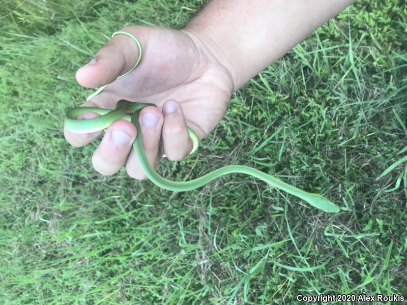 Northern Rough Greensnake (Opheodrys aestivus aestivus)