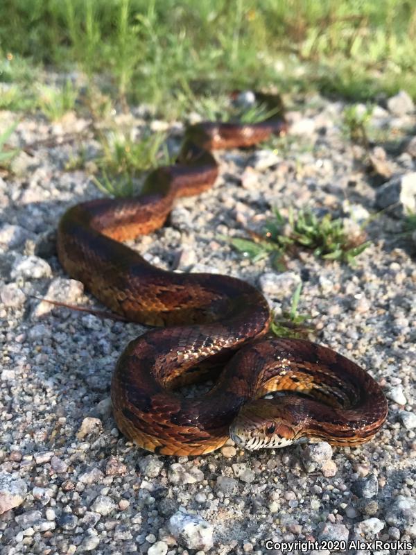 Red Cornsnake (Pantherophis guttatus)