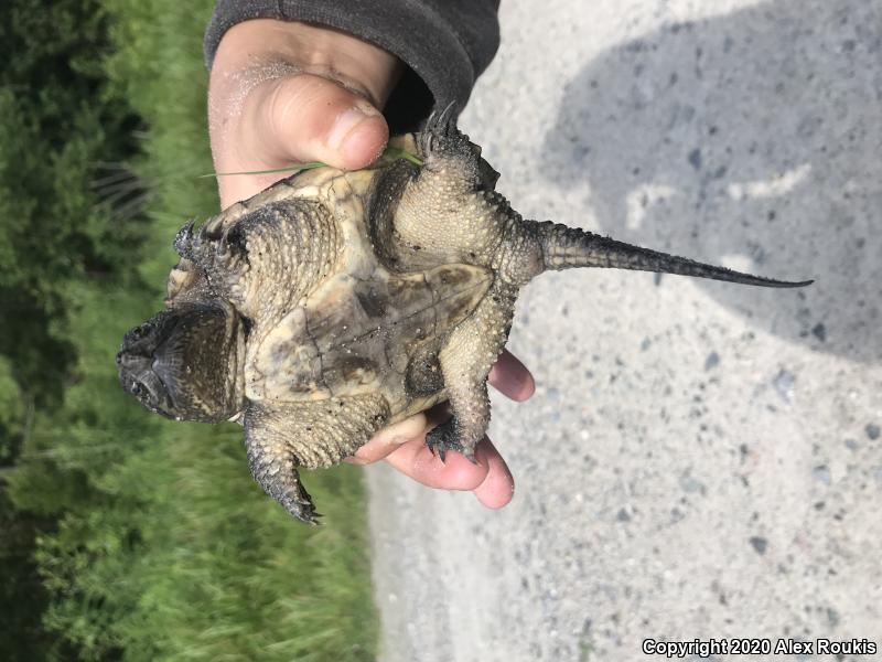 Eastern Snapping Turtle (Chelydra serpentina serpentina)