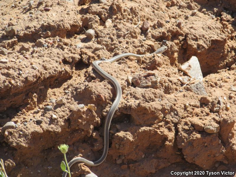 Desert Striped Whipsnake (Coluber taeniatus taeniatus)