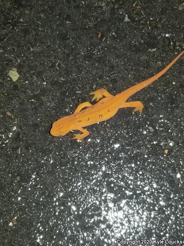 Red-Spotted Newt (Notophthalmus viridescens viridescens)