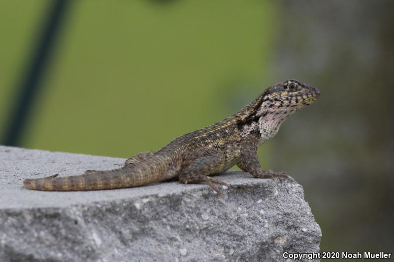 Northern Curly-tailed Lizard (Leiocephalus carinatus)