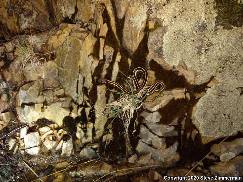 Black-necked Gartersnake (Thamnophis cyrtopsis)