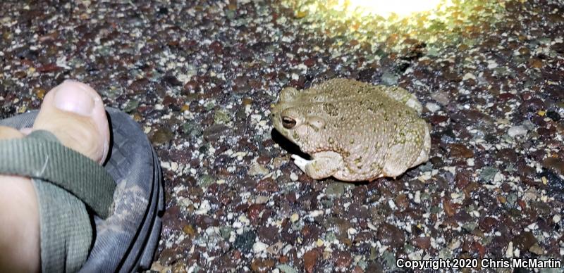 Texas Toad (Anaxyrus speciosus)