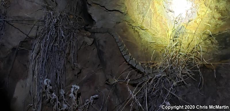 Northern Black-tailed Rattlesnake (Crotalus molossus molossus)