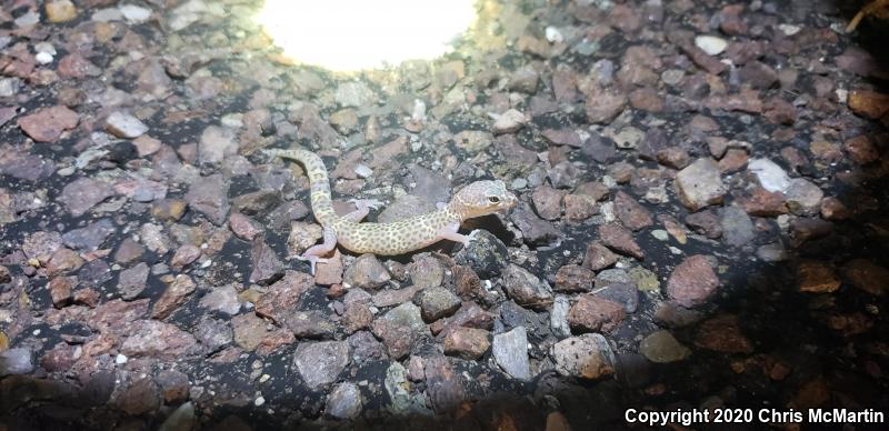 Texas Banded Gecko (Coleonyx brevis)