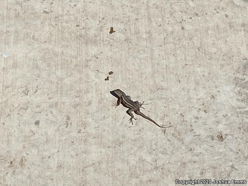 Southwestern Fence Lizard (Sceloporus cowlesi)