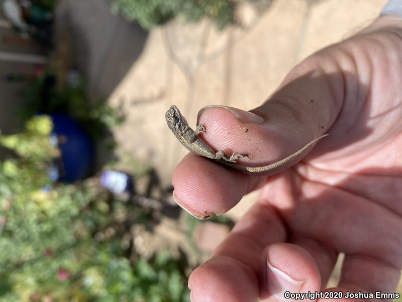 Southwestern Fence Lizard (Sceloporus cowlesi)