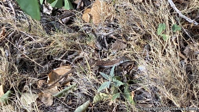 Chihuahuan Spotted Whiptail (Aspidoscelis exsanguis)