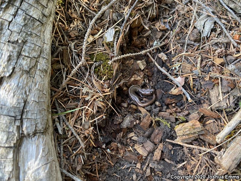 Sacramento Mountains Salamander (Aneides hardii)