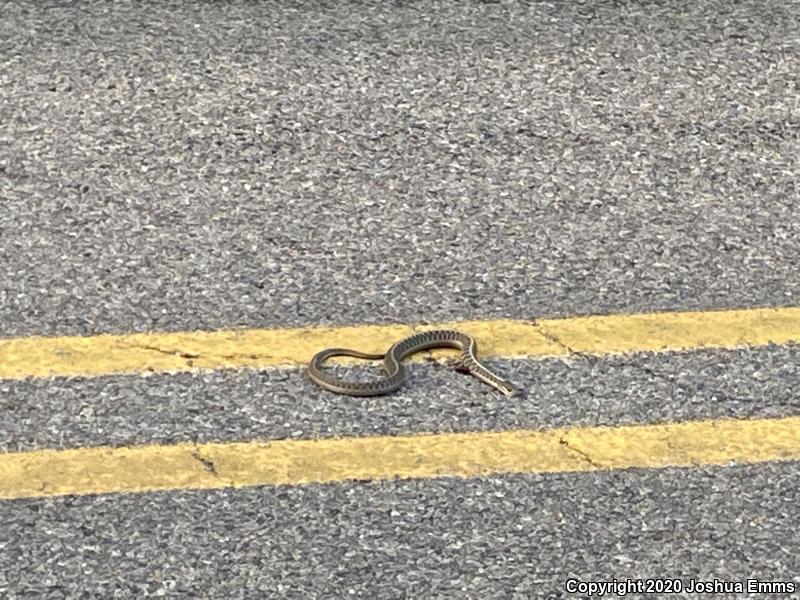 Wandering Gartersnake (Thamnophis elegans vagrans)