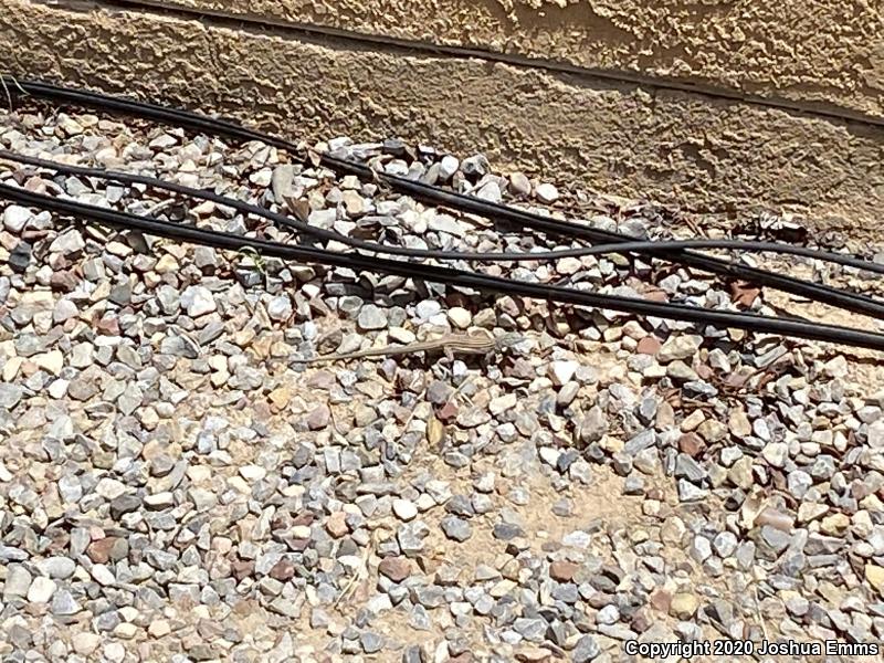 New Mexico Whiptail (Aspidoscelis neomexicana)