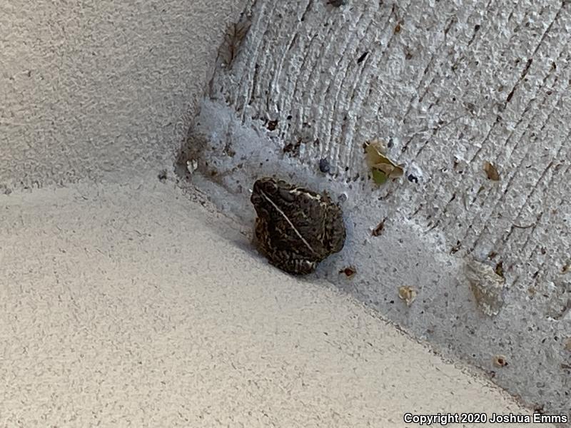 Woodhouse's Toad (Anaxyrus woodhousii woodhousii)