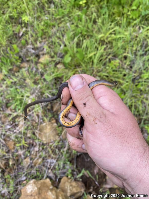 Prairie Ring-necked Snake (Diadophis punctatus arnyi)