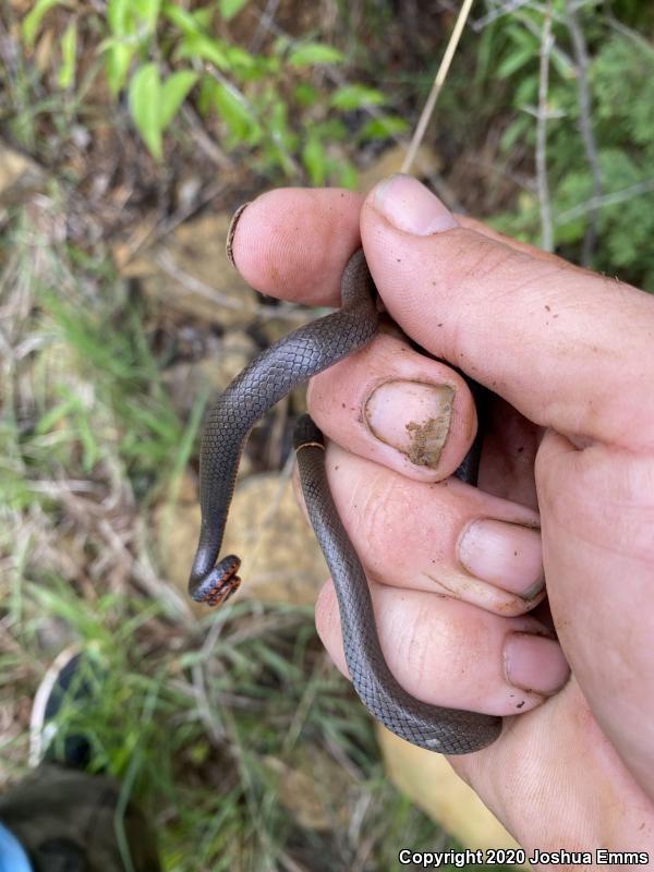 Prairie Ring-necked Snake (Diadophis punctatus arnyi)