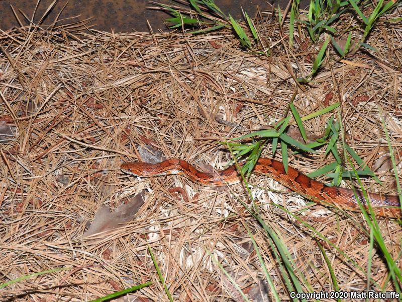 Red Cornsnake (Pantherophis guttatus)