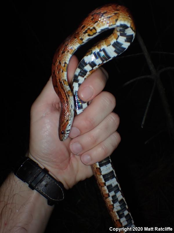 Red Cornsnake (Pantherophis guttatus)