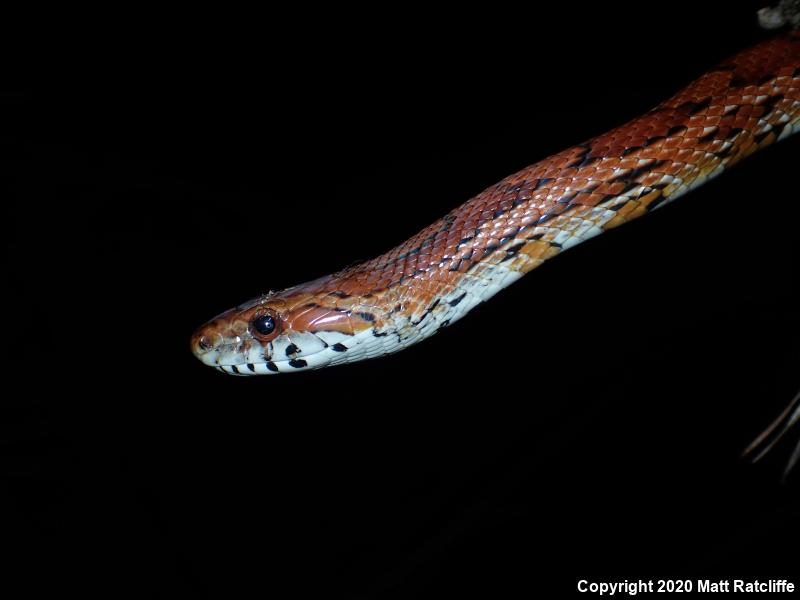 Red Cornsnake (Pantherophis guttatus)