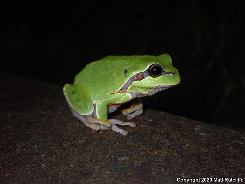 Pine Barrens Treefrog (Hyla andersonii)