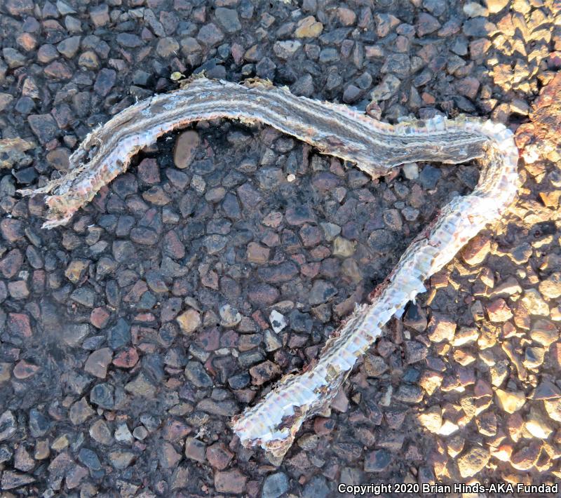 Striped Whipsnake (Coluber taeniatus)