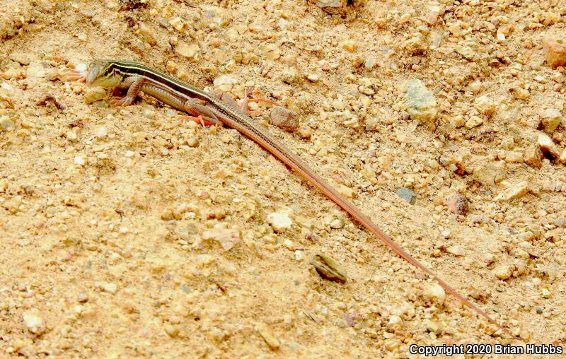 Desert Grassland Whiptail (Aspidoscelis uniparens)