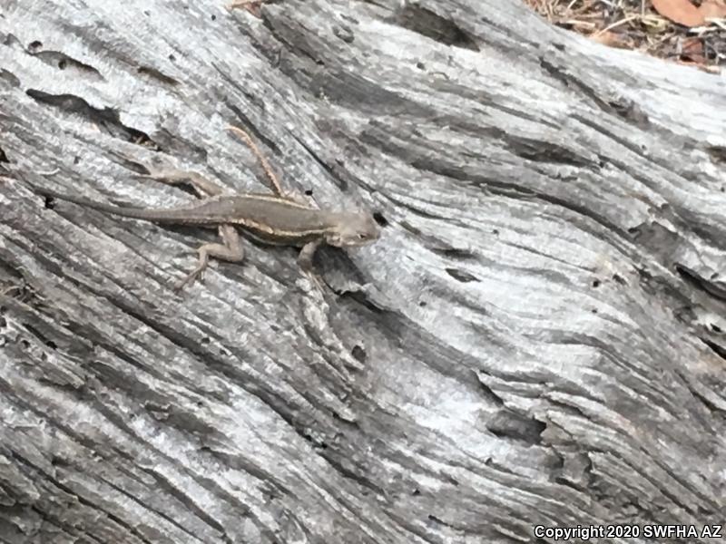 Striped Plateau Lizard (Sceloporus virgatus)