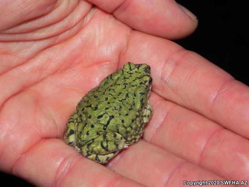 Western Green Toad (Anaxyrus debilis insidior)