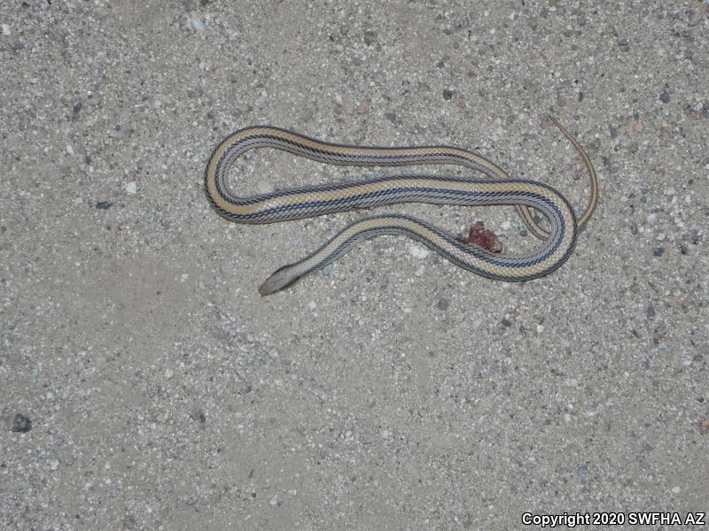 Big Bend Patch-nosed Snake (Salvadora hexalepis deserticola)