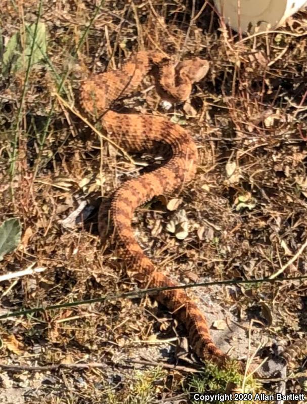 Southwestern Speckled Rattlesnake (Crotalus mitchellii pyrrhus)