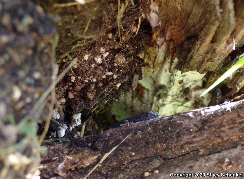 Eastern Fence Lizard (Sceloporus undulatus)