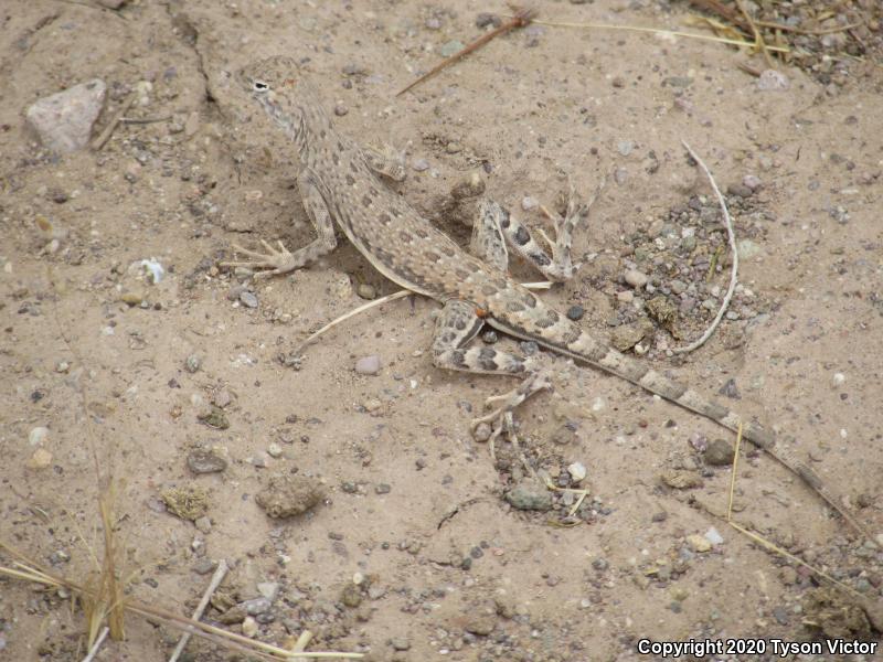 Western Zebra-tailed Lizard (Callisaurus draconoides rhodostictus)