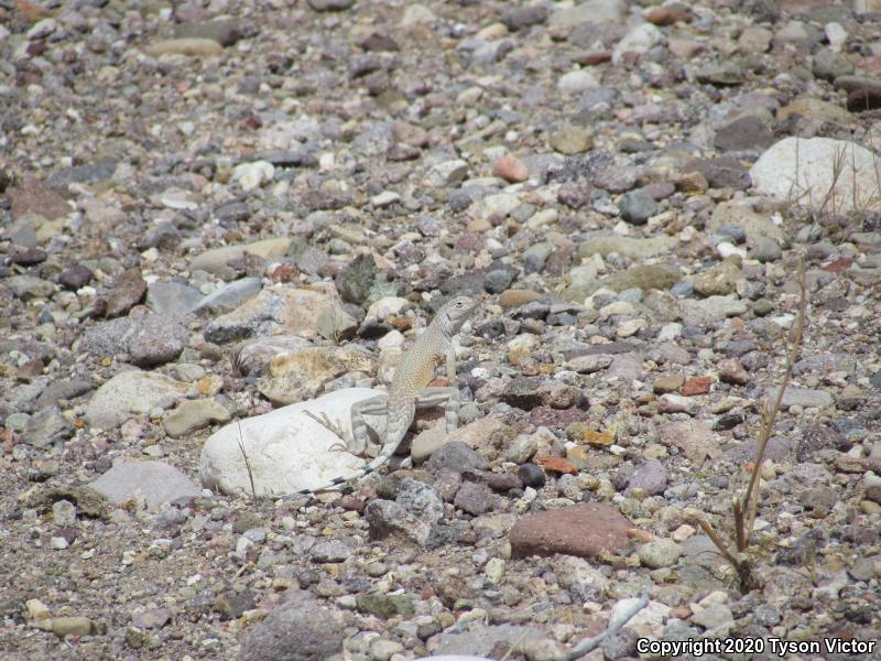 Western Zebra-tailed Lizard (Callisaurus draconoides rhodostictus)