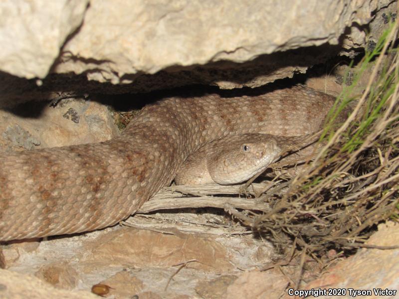 Southwestern Speckled Rattlesnake (Crotalus mitchellii pyrrhus)