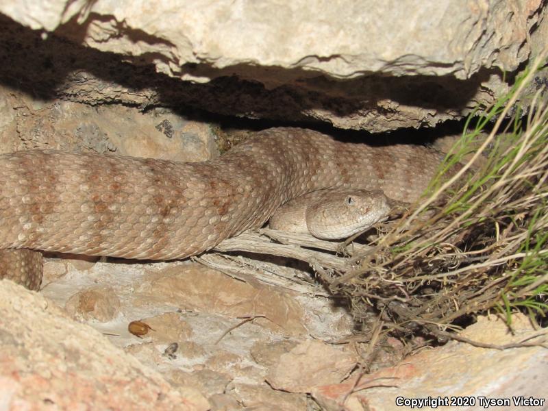 Southwestern Speckled Rattlesnake (Crotalus mitchellii pyrrhus)