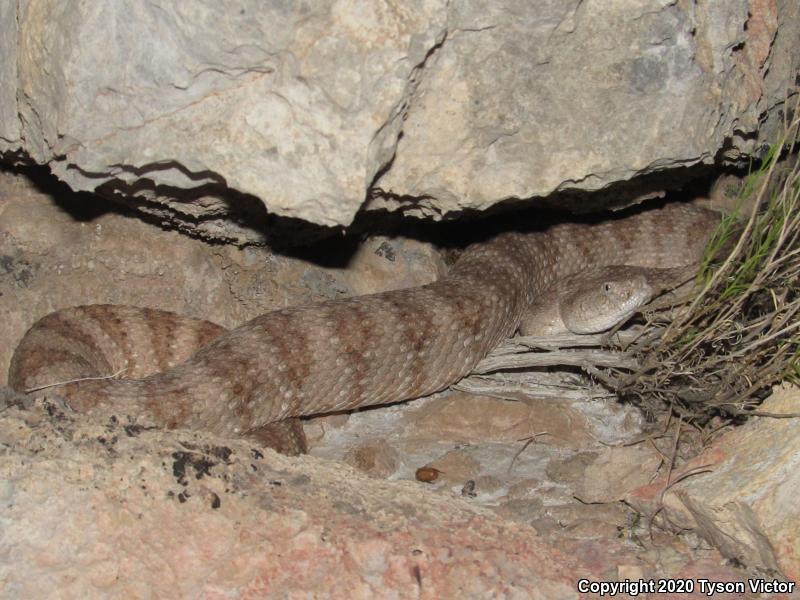 Southwestern Speckled Rattlesnake (Crotalus mitchellii pyrrhus)