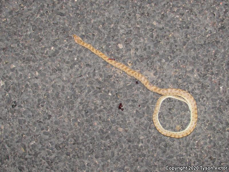 Desert Glossy Snake (Arizona elegans eburnata)