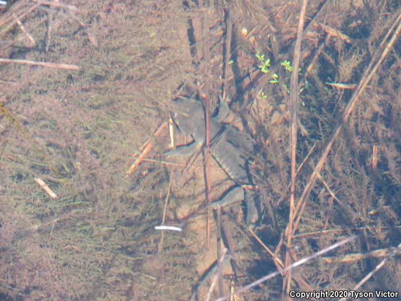 Arizona Tiger Salamander (Ambystoma mavortium nebulosum)